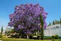 Jacaranda mimosifolia blooming in Mexico.