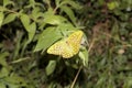 Warm colored butterfly