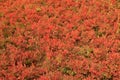 Warm colored filtered blueberry shrubs. Royalty Free Stock Photo