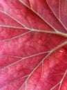 Warm-colored leaf close up Royalty Free Stock Photo