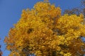 Warm colors of autumn - foliage of ash tree against the sky Royalty Free Stock Photo