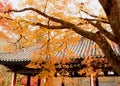 Warm colors of fall foliage against the roof of the old temple