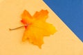 Warm and cool fall seasonal blue and yellow flatlay with festive maple leaf for open concept and copy space availability