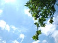 Warm day, sunshine day, beautiful day blue sky white clouds green leaves fresh air Royalty Free Stock Photo
