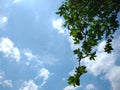 Warm day, sunshine day, beautiful day blue sky white clouds green leaves fresh air Royalty Free Stock Photo