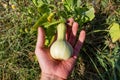 Autumn's Treasure: Harvesting Decorative Pumpkins