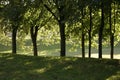 Warm evening in the park Royalty Free Stock Photo