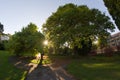 Warm evening sun shines through the branches of a mulberry tree Royalty Free Stock Photo
