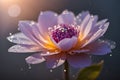 A radiant pink lotus blossom bathed in sunlight, adorned with delicate dewdrops