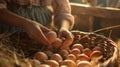 The Warm Glow of Egg Gathering.AI generated image Royalty Free Stock Photo