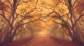 Warm glow Fall Autumn forest woods with path Royalty Free Stock Photo