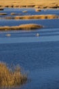 Warm glow of sunset on marsh at Milford Point, Connecticut. Royalty Free Stock Photo