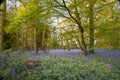 Warm golden light in Spring bluebell woods