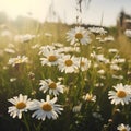 Blooming daisies, swaying gently in the breeze under a clear, blue sky.