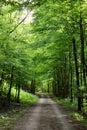 Peaceful Path with Canopy