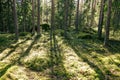 Warm, green and cozy forest. Beautiful backlit at sunset