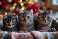 Heartwarming Cat Trio - Valentine\'s Cuteness