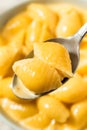 Warm Homemade Macaroni and Cheese Pasta Shells Royalty Free Stock Photo