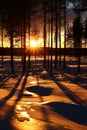 Warm image of pine trees in front of winter sunset in Vasterbotten, Sweden