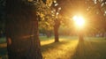 Warm and inviting glow of the sun peeking through a break in the parks tree lin Royalty Free Stock Photo