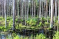 A warm July day at HÃÂ¶trÃÂ¤sket in LuleÃÂ¥ Royalty Free Stock Photo