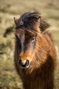 Warm Light on Wild Pony, Bodmin Moor, Cornwall Royalty Free Stock Photo