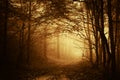 Warm light falling on a road in a dark forest