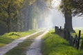 Warm light falling on a road in a dark forest