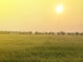 Warm light farm, sunrise and rice field