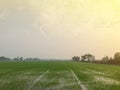 Warm light farm, sunrise and rice field