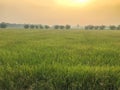 Warm light farm, sunrise and rice field