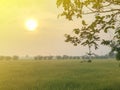 Warm light farm, sunrise and rice field