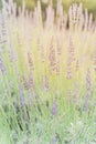 Warm light full blossom lavender bush at organic farm near Dallas, Texas, USA Royalty Free Stock Photo
