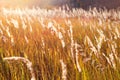 The warm light of the setting sun over a field of golden reeds Royalty Free Stock Photo