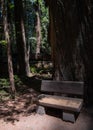 Morning light on a bench, California Redwood forest Royalty Free Stock Photo