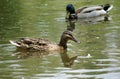 Quiet pond. Calm life of wild ducks.