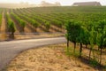 Warm Morning Haze on Napa Valley Vineyard Royalty Free Stock Photo