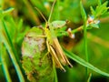 Green grasshopper on a leaf close-up