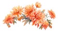 Warm Orange Chrysanthemum Cluster on White Background in Contemporary Watercolor Style .