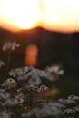 Daisy flowers in front of the setting sun with bokeh Royalty Free Stock Photo