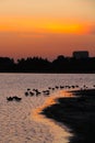 Glowing Peach Colored Sunset on Lakeshore with Wading Geese - Vertical