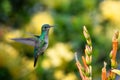 Warm photo of a small hummingbird hovering by a tropical flower with a blurred background. Royalty Free Stock Photo