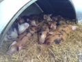 A warm pile of piglets