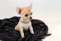 In a Warm Place - Chihuhua puppy in wool scarf