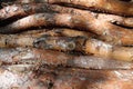 Warm rays of the sun on a large pile of logs with bark . Needle tree logs in late summer . Forestry wooden wood background image