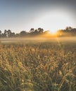 The warm rays of the sun in the morning creep over low fog and a variety of wildflowers and plants