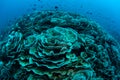 Foliose Corals Bleaching in Indonesia