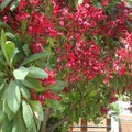 Warm shining and beautiful red Champa flowers plant in a gaeden