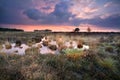 Warm silent sunset over swamps in Fochteloerveen