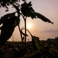 Warm silhouette of drying plant in evening.